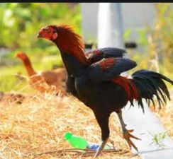 Neighbour killed pet chicken, police arrested