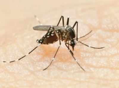 Dengue uncontrollable in Haryana