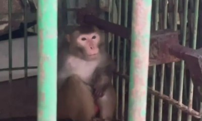 'उम्रकैद' की सजा काट रहा है ये बंदर, जानिए वजह