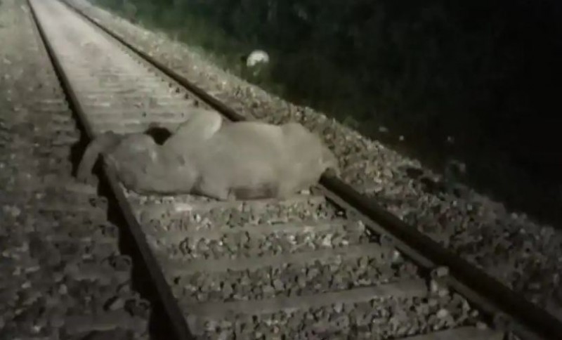 दर्दनाक हादसा: तेज रफ़्तार ट्रेन की चपेट में आने से तीन हाथनियों की मौत