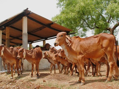 गिर गाय का दूध बना संजीवनी, बीमारियों से छुटकारा पाने के लिए डॉक्टर ने उठाया ये कदम