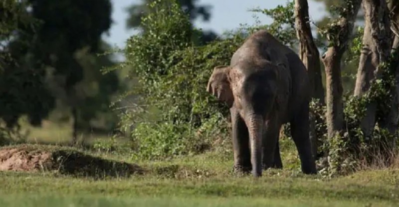 Elephant separated from herd wreaked havoc, killing 2 villagers