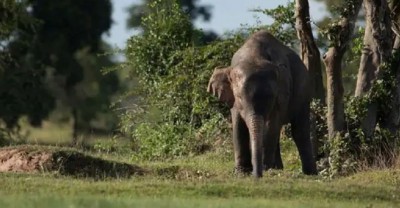 झुंड से बिछड़े हाथी ने मचाया उत्पात, 2 लोगों की ले ली जान