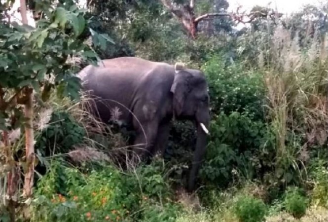 बढ़ता जा रहा है जंगली हाथियों का आतंक, 4 लोगों को उतारा मौत के घाट
