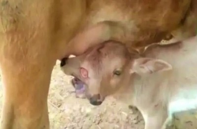 Video: Two heads and 3 eyes... Unique calf born during Navratri