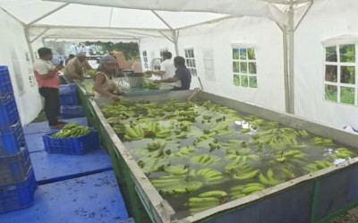 Uttar Pradesh to export banana of Lakhimpur to other countries