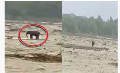 VIDEO: उत्तराखंड की गौला नदी में फंसा हाथी, वन विभाग ने की रेस्क्यू की तैयारी
