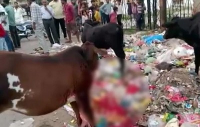 कानपुर: गाय के मुंह में किसने फोड़ा बम ? उड़ गया पूरा जबड़ा