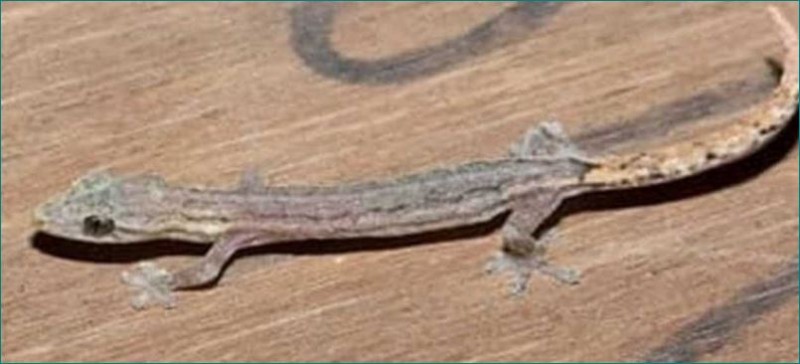 32 mm little lizard found in Goa