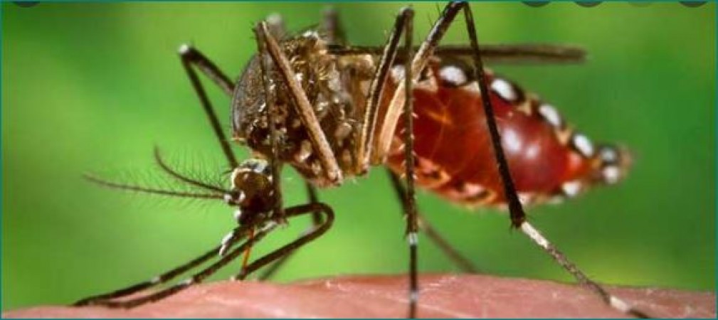 अब MP में कोहराम मचा रहा डेंगू का कहर, 1 हफ्ते में 30 फीसदी बढ़ी मरीजों की संख्या