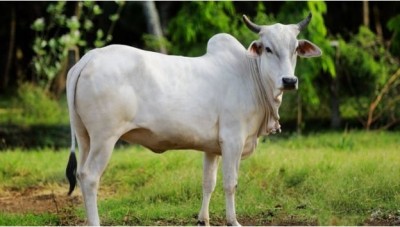 Disgusting! 72-year-old man raped cow in Ludhiana