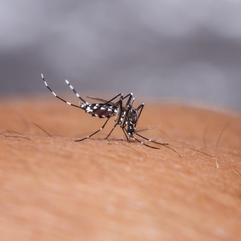 Good News! Indian scientists discovered dengue medicine
