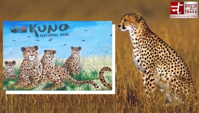 नामीबिया के चीतों के लिए आखिर क्यों चुना गया 'कूनो नेशनल पार्क'?