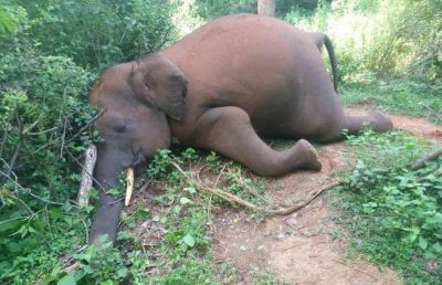 Virus terror strikes in Nandan Kanan, Odisha, stirred by the death of four elephants