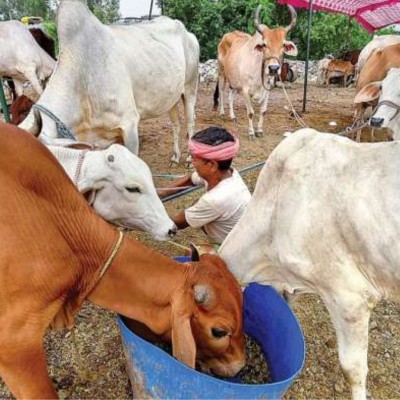 341 cows died of lumpy virus in this state, govt alerted