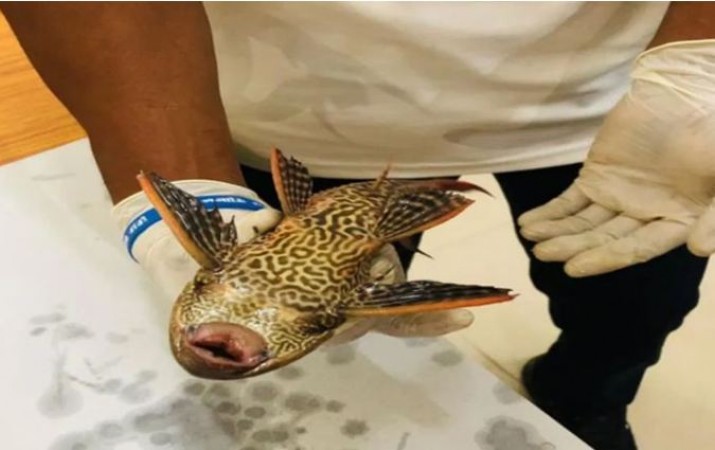 Sucker mouth catfish found in Ganges, scientists afraid