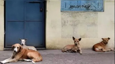 आवारा कुत्तों के लिए सुप्रीम कोर्ट ने जारी किए नए आदेश