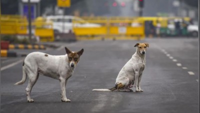 आवारा कुत्तों को पकड़ने के आदेश पर सुप्रीम कोर्ट ने सुरक्षित रखा अपना फैसला