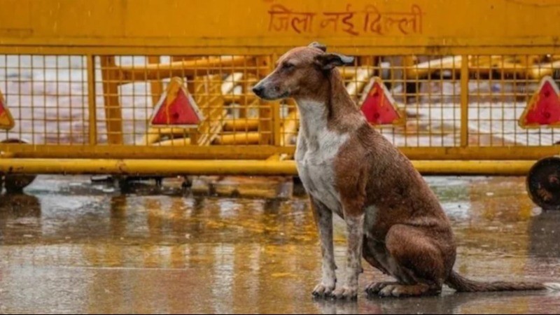 केवल बीमार और आक्रामक कुत्तों को शेल्टर होम में रखा जाएगा : सुप्रीम कोर्ट