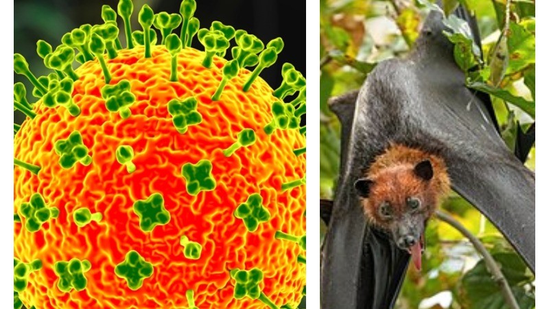 पश्चिम बंगाल में निपाह वायरस का अलर्ट, संदिग्ध मामलों से मचा हड़कंप