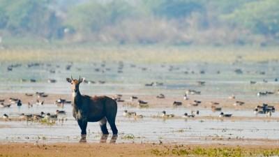 पटना पक्षी विहार और छारी-ढांड वेटलैंड हुए रामसर साइट्स में शामिल