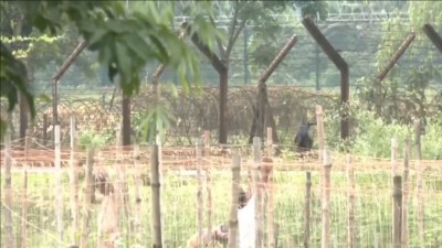 पश्चिम बंगाल में भारत-बांग्लादेश बॉर्डर पर फेंसिंग का काम शुरू, BSF को मिली 27 किलोमीटर जमीन