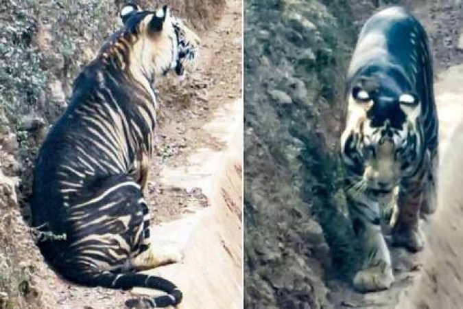 Rare Black Tiger Caught On Camera In Odishas Simlipal National Park Newstrack English 1