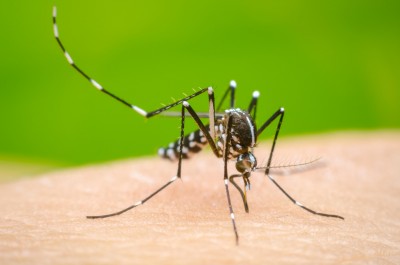 इंदौर में डेंगू का कहर, 243 पर पहुंचा आंकड़ा