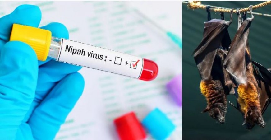 केरल में 'निपाह वायरस' का कहर, अभी तक नहीं है कोई इलाज, बचने के लिए अपनाएं ये उपाय