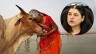 'गायों को कसाईखाने में बेच देता है ISKCON..', मेनका गांधी के आरोपों पर संस्था ने तथ्यों के साथ दिया जवाब