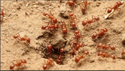 अगर आपको दिख जाए ऐसी लाल चींटियों की कतार तो समझ लीजिए होने वाले हैं मालामाल