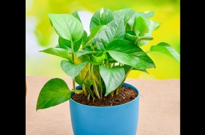 Plant these plants inside your house today, you will get many benefits