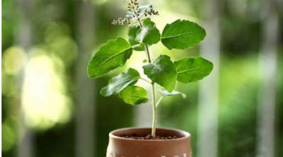 तुलसी का पौधा उपहार में देना होता है शुभ, नकारात्मक ऊर्जा होती है दूर