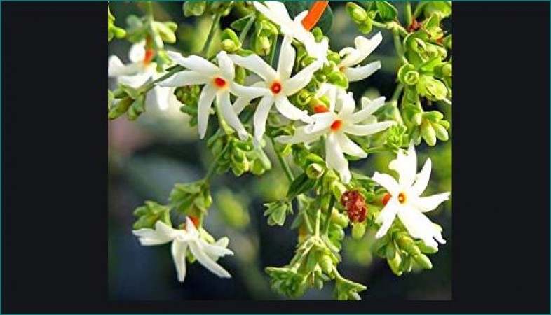 Jasmine plant brings positivity at home, know its benefits