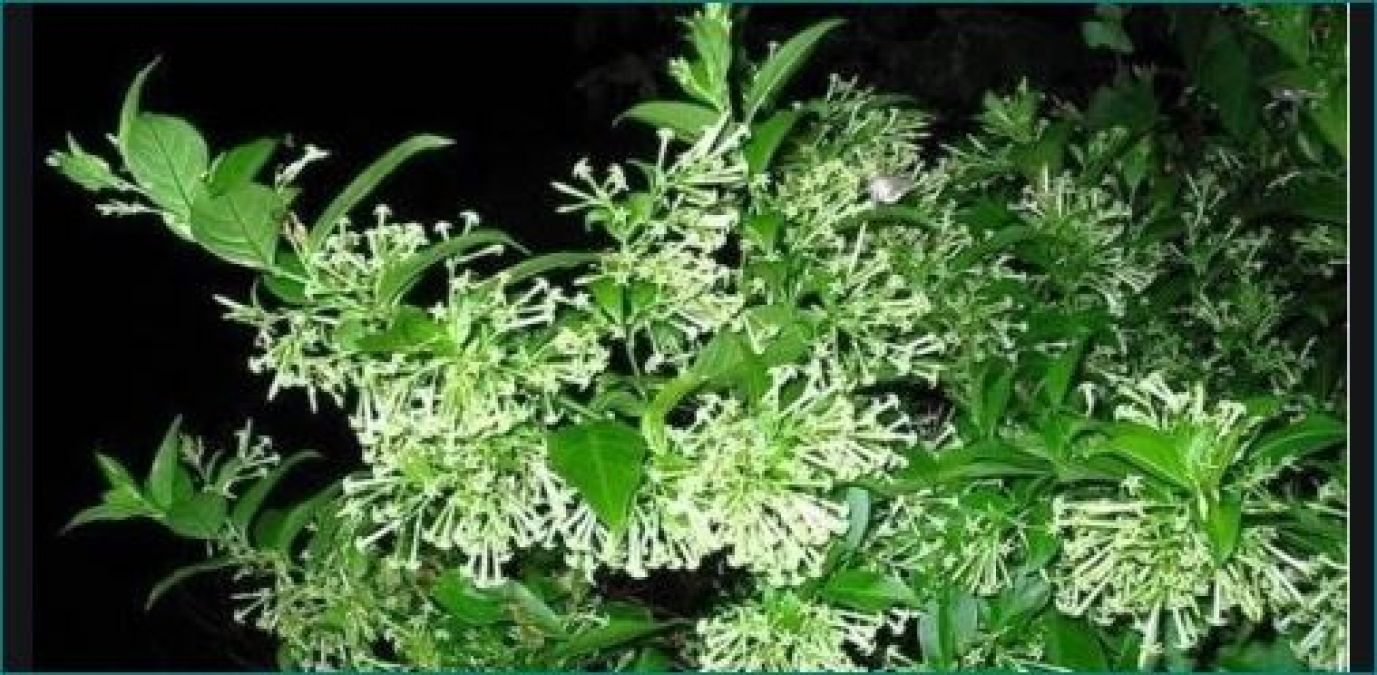 Know the benefits of planting Ratrani flowers   NewsTrack English 18
