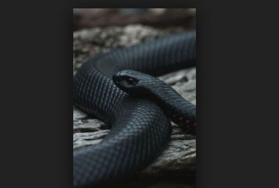 If you dream of a black snake, then be happy these are signals