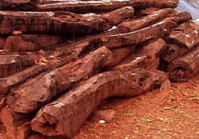 Red sandalwood smuggling racket busted, goods worth crores seized