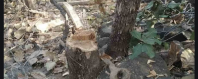 MP: Tribal youth cuts two trees, forest department imposes Rs 1.2 crore fine