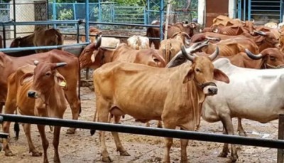शर्मनाक: गाय के साथ शोएब ने किया 'खोटा काम', पशु क्रूरता कानून में हुई जेल