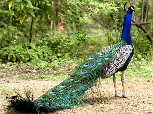 13 dead peacocks found in Bundi district, stir in district administration