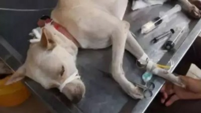 Painful! Limits of cruelty crossed in Mumbai, now miscreants cut dog's penis