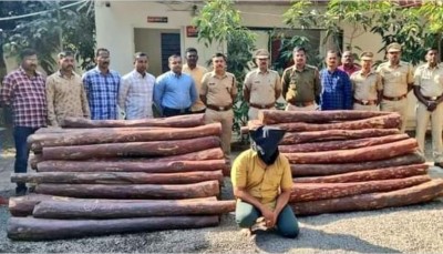 Another theft in 'Pushpa' style happened! Police seize multi-crore red sandalwood