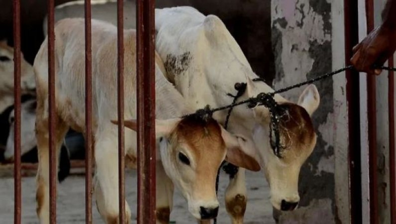 देशभर में घूम-घूमकर गाय चुराता, फिर बूचड़खाने में बेच देता.. तमिलनाडु से हकीमुद्दीन गिरफ्तार