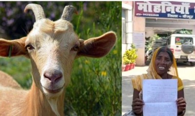 The angry owner of the goat killed another goat! Know reason