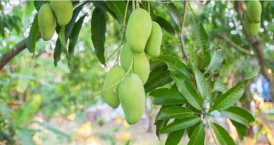 Brutal murder for just 2 mangoes, sensational case reported from Gorakhpur