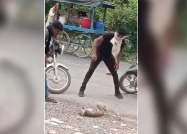 2 robbers killed monkey by pelting stones, also beaten the person who made the video