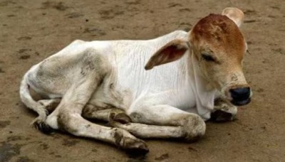 मध्यप्रदेश में गाय के बछड़े के साथ कुकर्म, आरोपी पर केस दर्ज