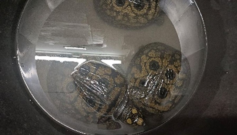 Along with 3 live turtles, meat of one turtle recovered... Notorious smugglers caught by Assam Police