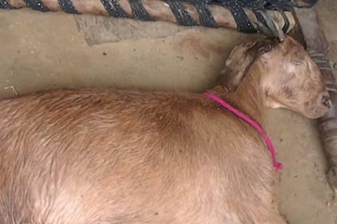Pregnant goat raped by 3 rogues, then murdered... Police also shocked to know