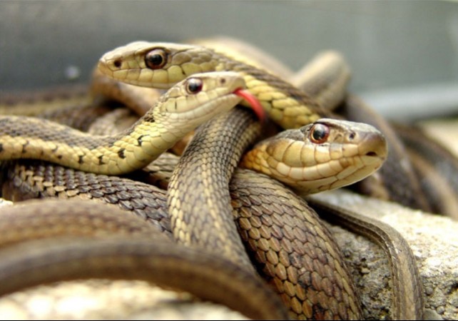 The woman was carrying a bag full of live snakes, know how it was revealed